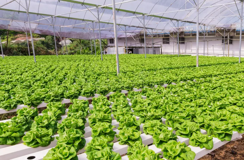 G AND N FORTUNE LIMITED offers various hydroponics growing systems.