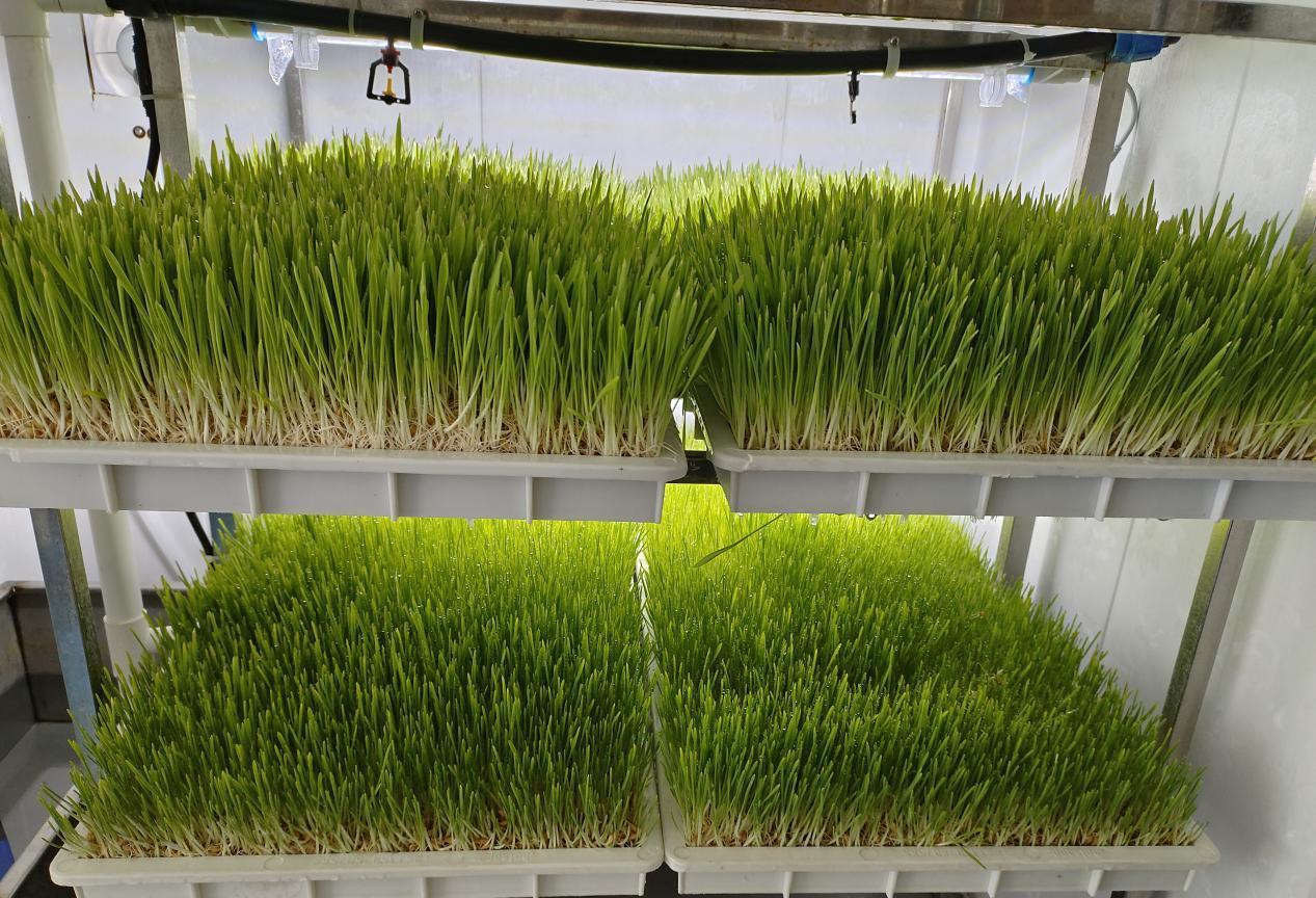 G AND N FORTUNE LIMITED's Wholesale Nursery Seedlings Hydroponic
