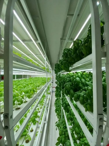 G AND N FORTUNE LIMITED’s indoor vegetable growing systems thrive hydroponically.