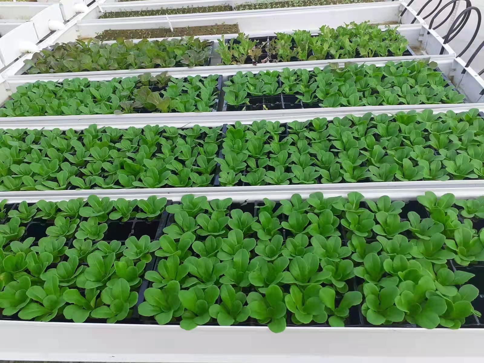 G&N Fortune's hydroponic animal fodder system