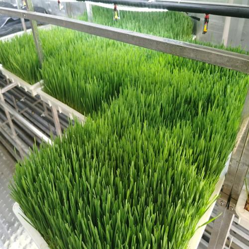 G&N fodder processor streamlines hydroponic production