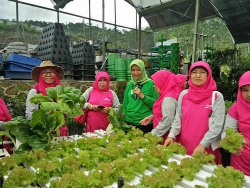 9.G AND N FORTUNE LIMITED's mini hydroponic system