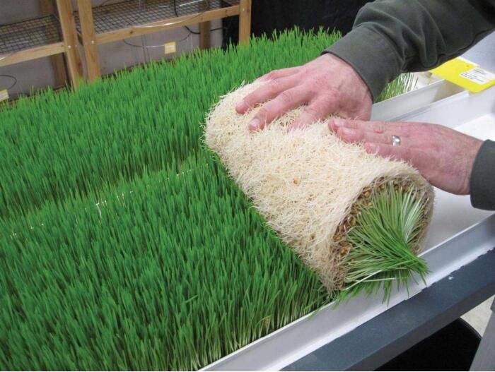 G&N Fortune's hydroponic animal fodder system