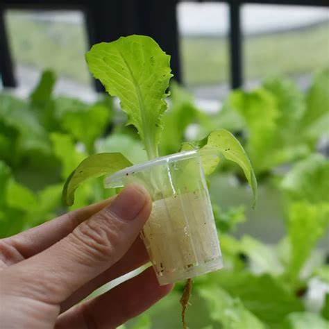 G AND N FORTUNE LIMITED's hydroponics sponge for setup.