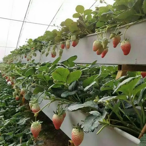 G AND N FORTUNE LIMITED creates hydroponic system for greenhouse to maximize yields.