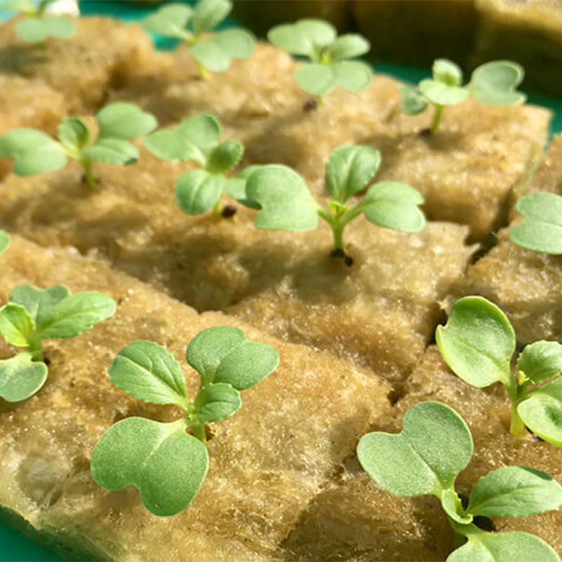 1.G AND N FORTUNE LIMITED offers hydroponic nutrients for hydroponics.