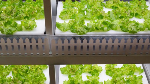 G AND N FORTUNE LIMITED's using sponges for hydroponics.