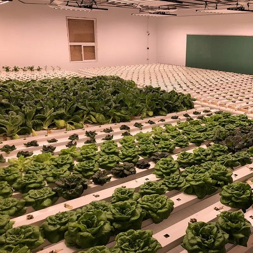 Experience G AND N FORTUNE LIMITED's vertical hydroponics for sustainable and space-saving farming.