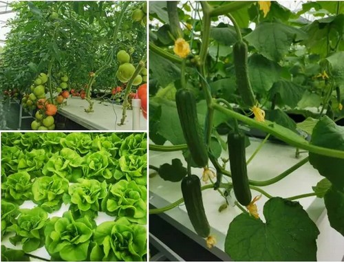 G AND N FORTUNE LIMITED's beach rafts and floats for hydroponics.