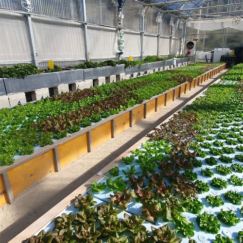 G AND N FORTUNE LIMITED's float rafts for hydroponics.