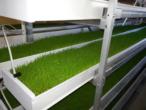 G AND N FORTUNE LIMITED's Tabloid Fodder Crossword Hydroponic