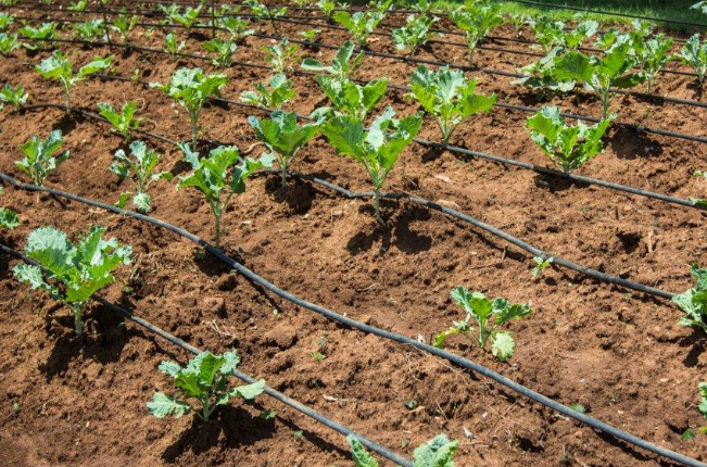 Poly irrigation pipe by G AND N FORTUNE LIMITED, perfect for hydroponics.