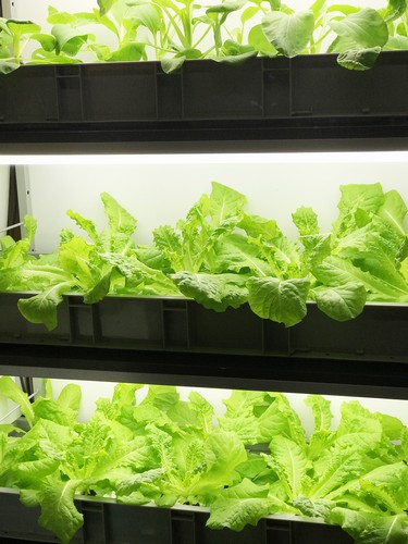 8.Superior hydroponic system grow by G AND N FORTUNE LIMITED