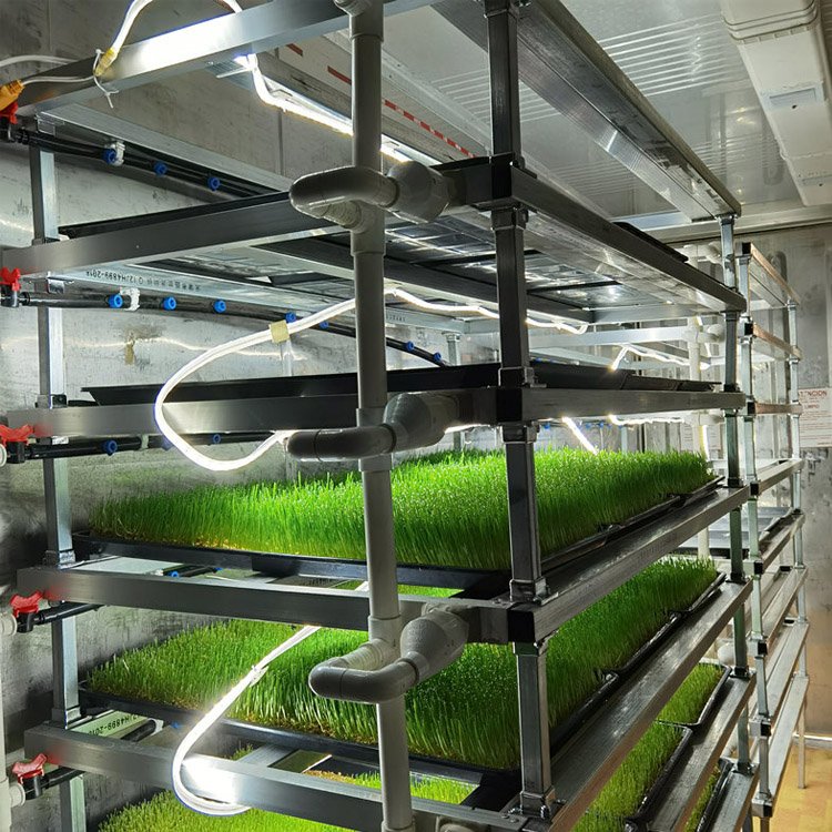 G AND N FORTUNE LIMITED's Organic Fodder Seed Hydroponic