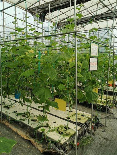 G AND N FORTUNE LIMITED's big floating rafts for hydroponics.