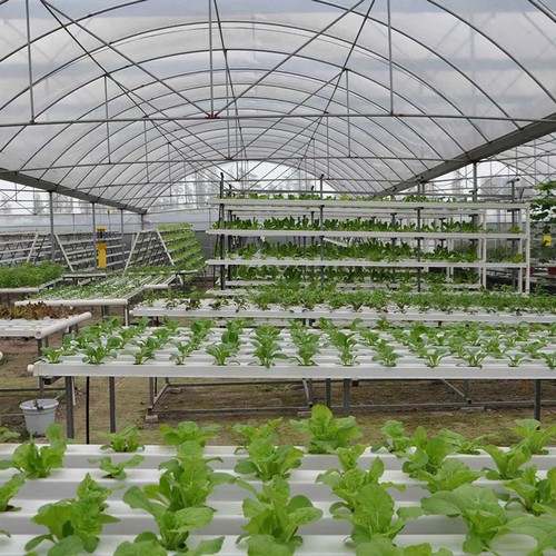 Upgrade to G AND N FORTUNE LIMITED’s hydroponic grow system for hassle-free plant cultivation.