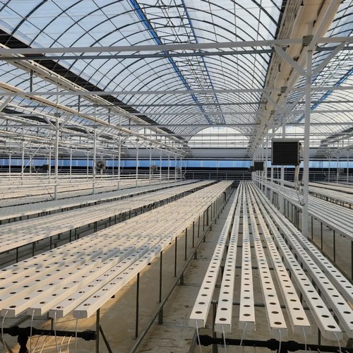 G AND N FORTUNE LIMITED’s deep water culture hydroponic system maximizes root oxygenation.