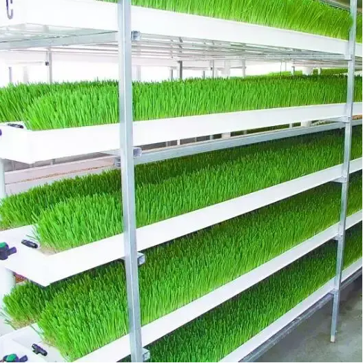 G AND N FORTUNE LIMITED's Blade Fodder in Hydroponics