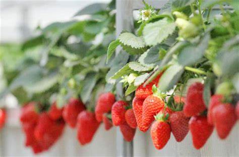 Indoor plant growing system with G AND N FORTUNE LIMITED hydro lights.