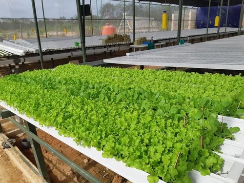 10.Plant hydroponic system from G AND N FORTUNE LIMITED
