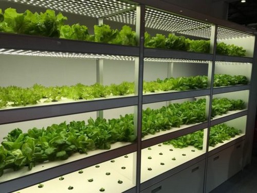 G&N’s best plants thrive in hydroponic systems.