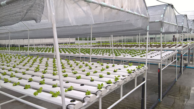 Best hydroponic system for salad by G AND N FORTUNE LIMITED.