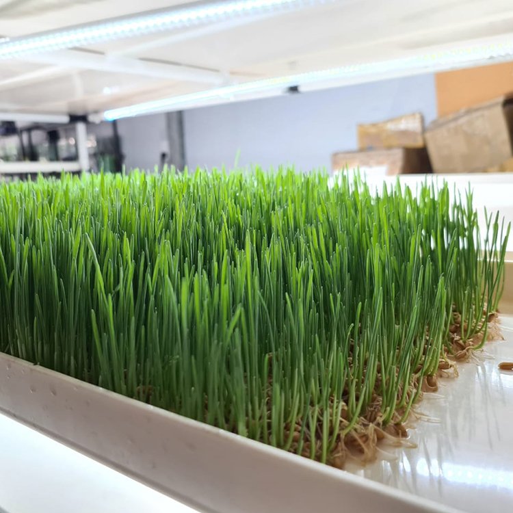 G AND N FORTUNE LIMITED's Fodder Plant for Cattle Hydroponic