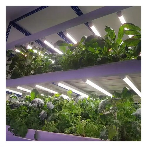 G AND N FORTUNE LIMITED’s grow systems hydroponics cater to diverse cultivation needs.
