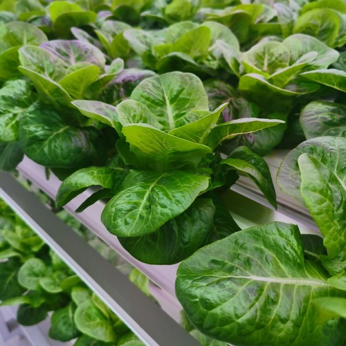 G&N’s watering system for grow tent nourishes hydro plants.