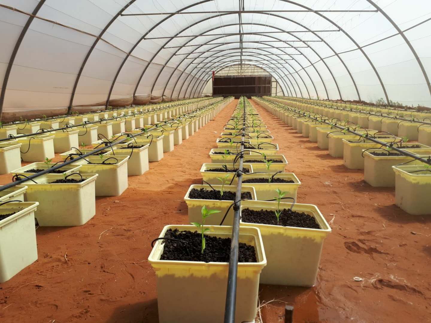 G AND N FORTUNE LIMITED's Dutch bucket system