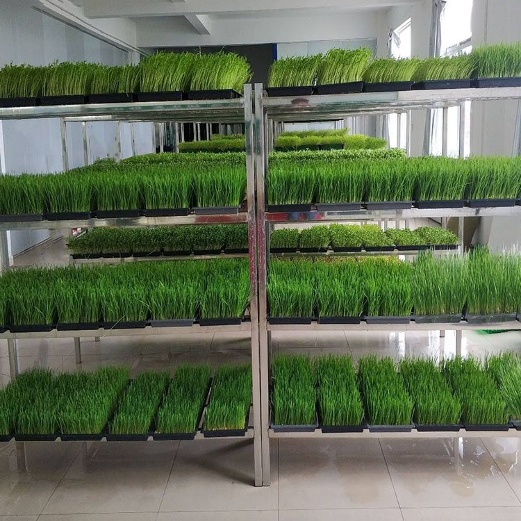 G AND N FORTUNE LIMITED's Fodder Seed Mix Hydroponic