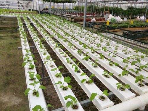 Hydroponics hydroponic systems from G AND N FORTUNE LIMITED for water growth.