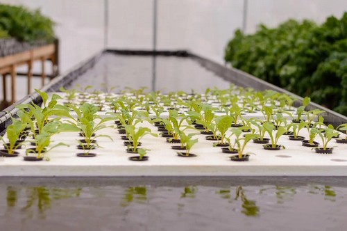 G AND N FORTUNE LIMITED's float trip raft for hydroponics.