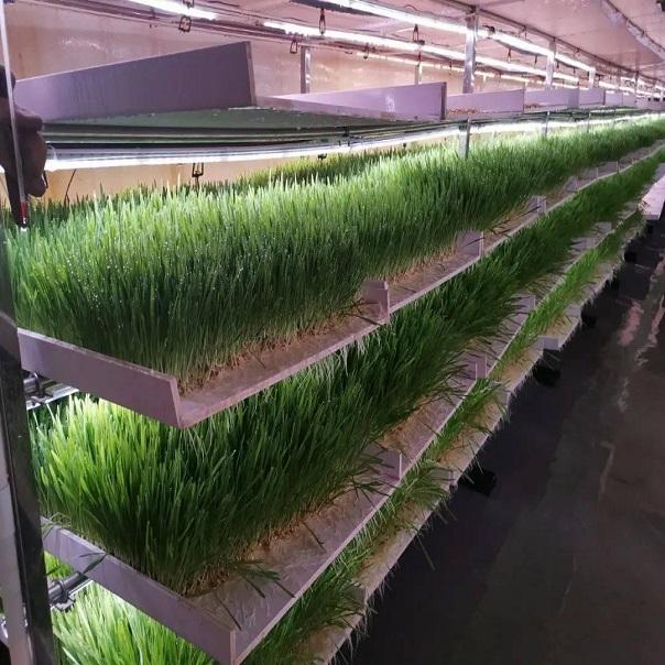 G AND N FORTUNE LIMITED's Hydroponic Fodder near Me