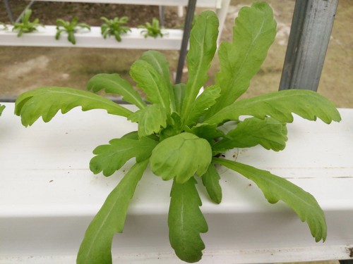Pot growing systems from G AND N FORTUNE LIMITED: hydroponic equipment.