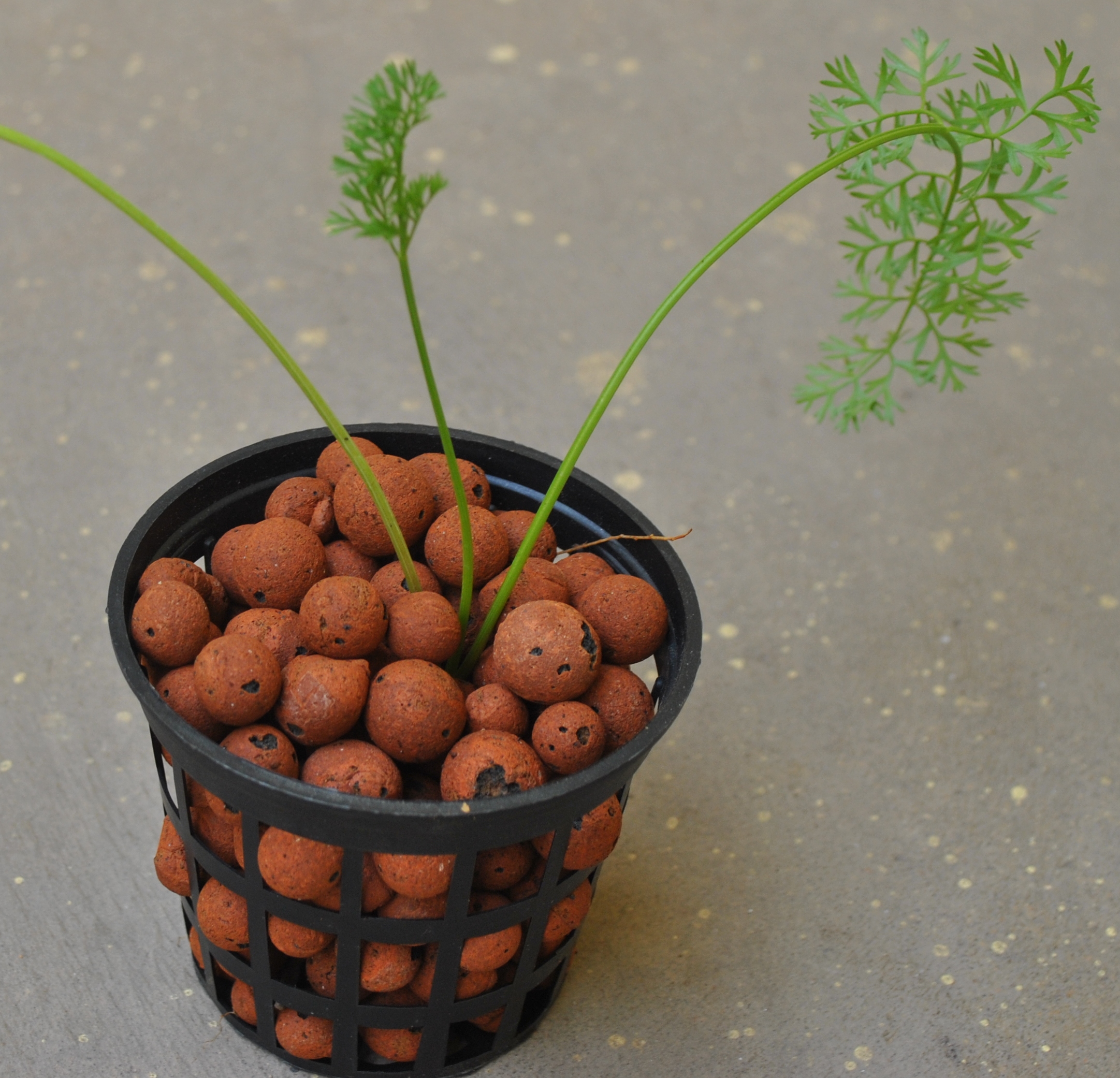 G AND N FORTUNE LIMITED's clay hydroponic pebbles here.