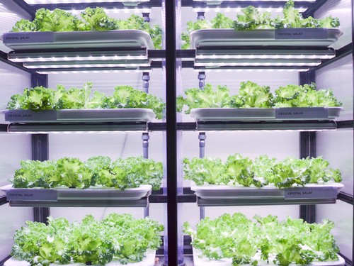 G AND N FORTUNE LIMITED’s best automatic watering system for grow tent boosts hydro success.