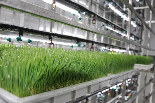 G&N hydroponic fodder: efficient nutrient-rich feed