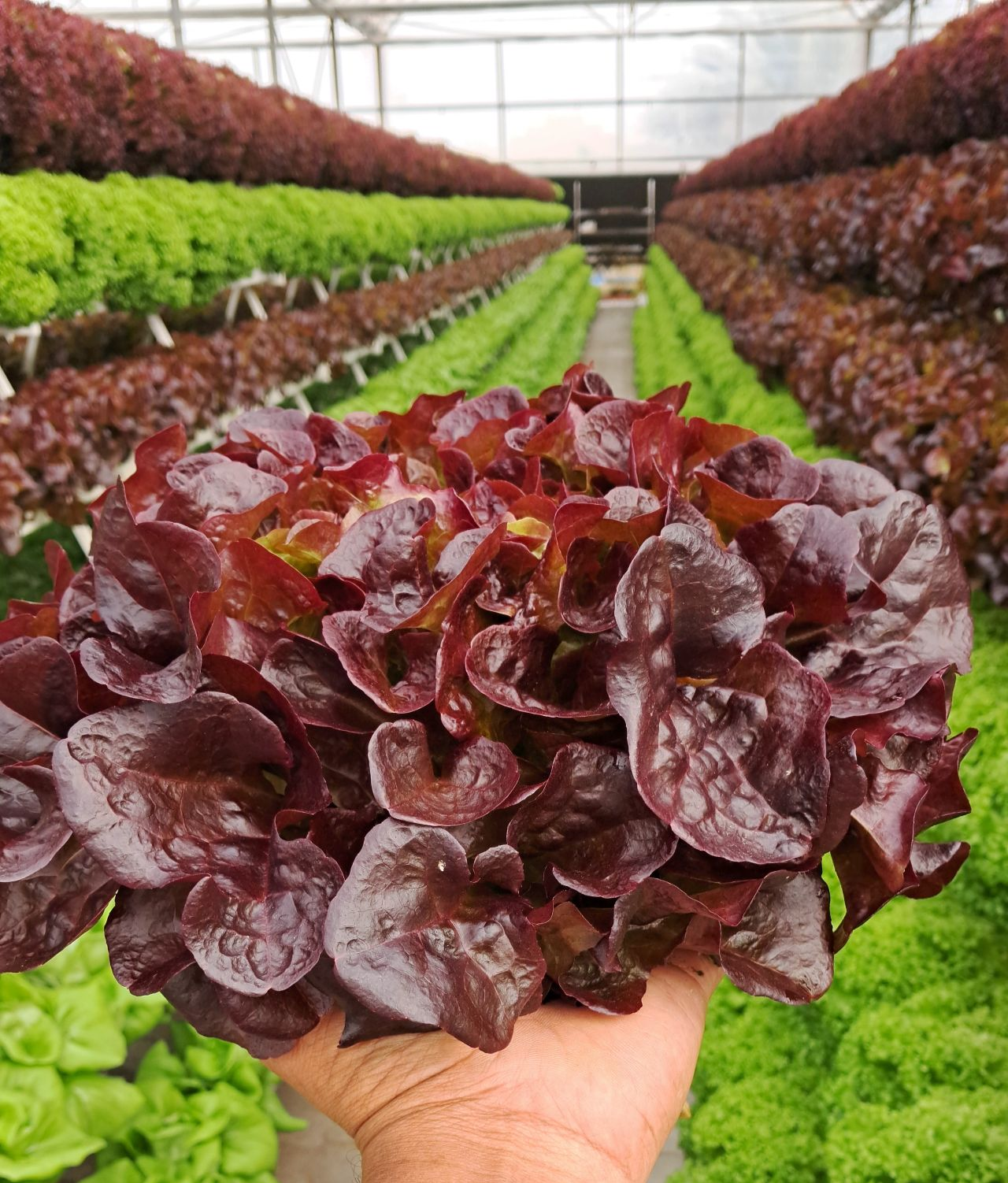 Hydroponics drip system by G AND N FORTUNE LIMITED.