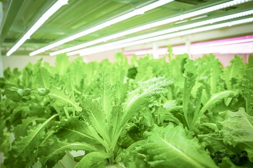 G AND N FORTUNE LIMITED’s hydroponic grow systems are designed for durability and ease.