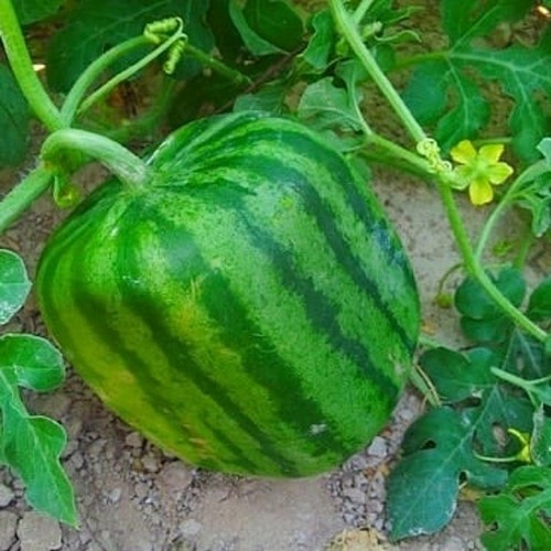 G AND N FORTUNE LIMITED's hydroponics for does watermelon mold