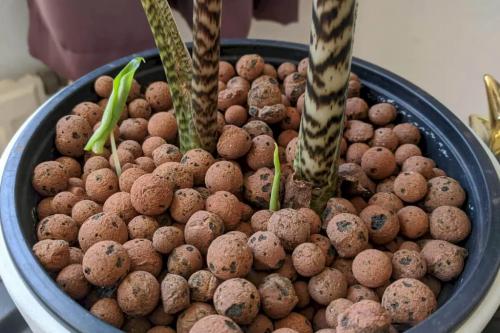G AND N FORTUNE LIMITED's clay pebbles for hydroponics.