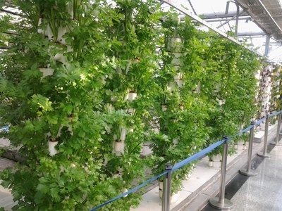 G&N’s watering system for grow tent nourishes hydro plants.