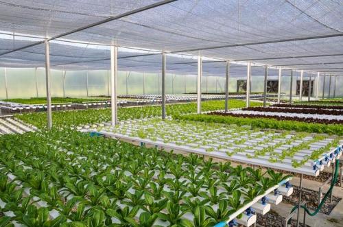 G AND N FORTUNE LIMITED equips garden greenhouse hydroponics.