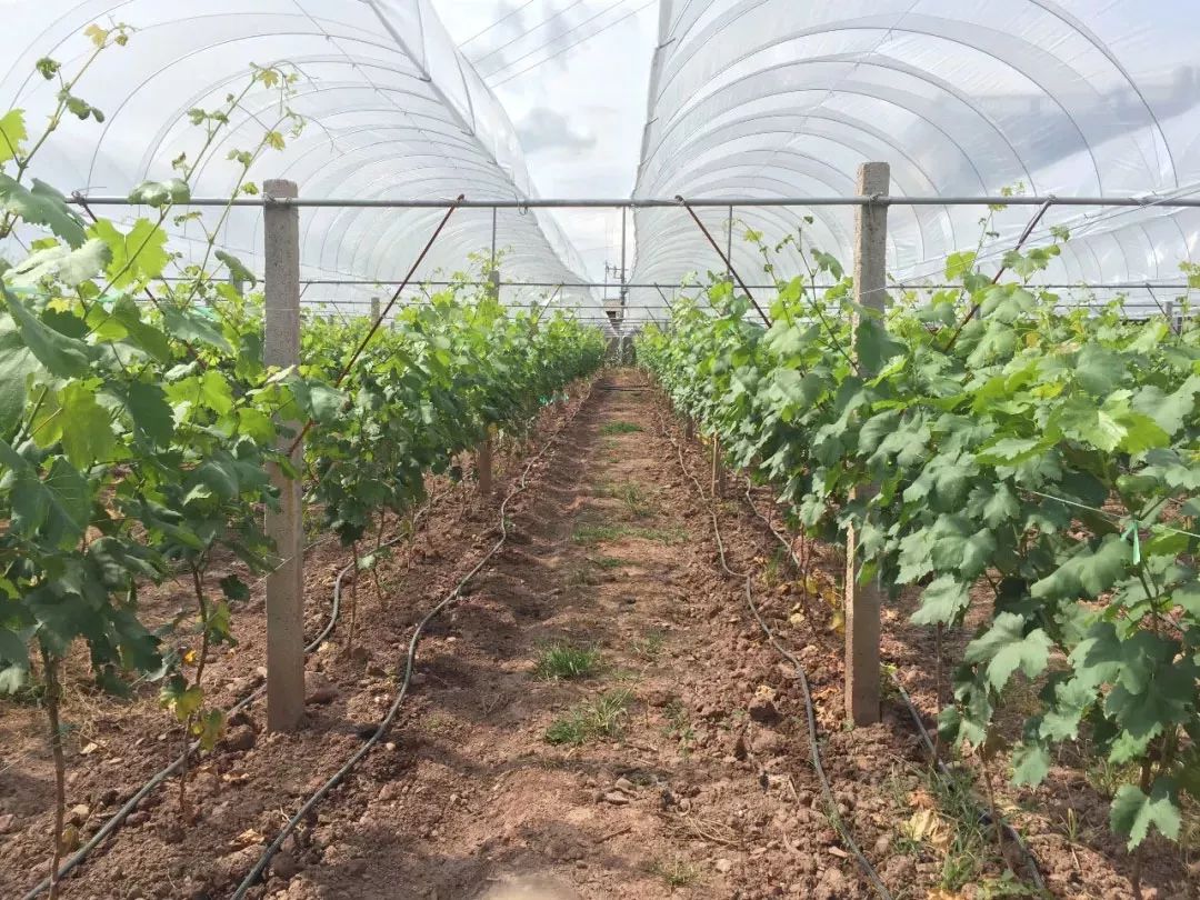 G AND N FORTUNE LIMITED's irrigation pipe for hydroponics growth.