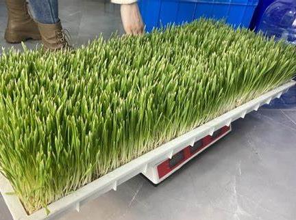 G AND N FORTUNE LIMITED's Nursery Seedling Trays Hydroponic