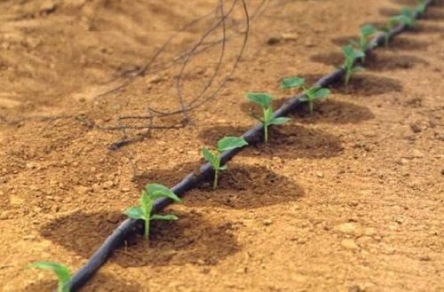 G&N HDPE irrigation pipe for lush hydroponics.