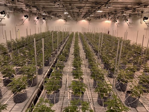 G AND N FORTUNE LIMITED's ebb and flow tray: hydroponic water-control equipment.