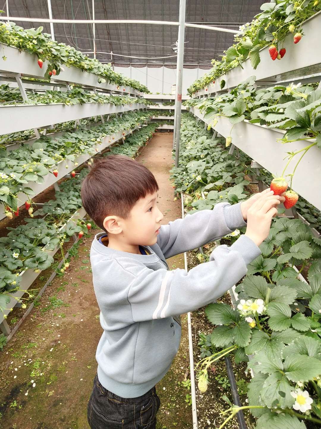 1.Grow tent ventilation system by G AND N FORTUNE LIMITED.