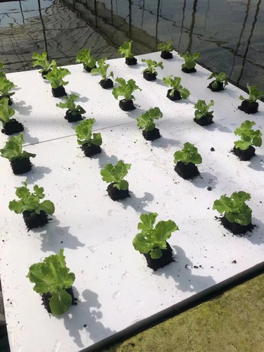 G AND N FORTUNE LIMITED's floating raft for pond in hydroponics.